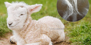 What are the pure natural fabrics?