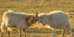 What kinds of animal fiber fabrics are there?