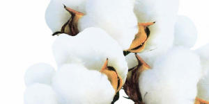 Xinjiang Shawan attempts to solve three major problems in cotton production