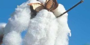 Xinjiang: Spring sowing is in full swing and cotton prices are generally weak