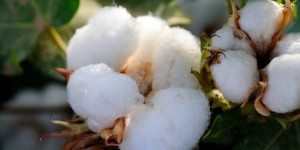 Cotton has a phased increase in demand and the advantage is not as good as last year