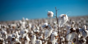 Middlemen have no choice but to wait and see, cotton companies encounter financial bottlenecks