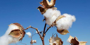 Xinjiang: High-quality cotton is in competition and the market is full of confidence