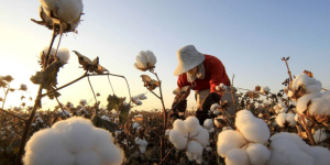 How to achieve a win-win situation with high cotton yield and high quality?