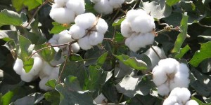Where will Xinjiang cotton prices go? Buyers have different opinions