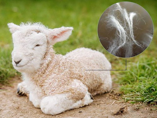 What are the pure natural fabrics