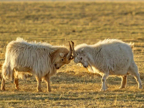 What kinds of animal fiber fabrics are there?